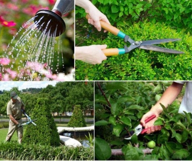 DỊCH VỤ CHĂM SÓC CÂY XANH UY TÍN, CHẤT LƯỢNG